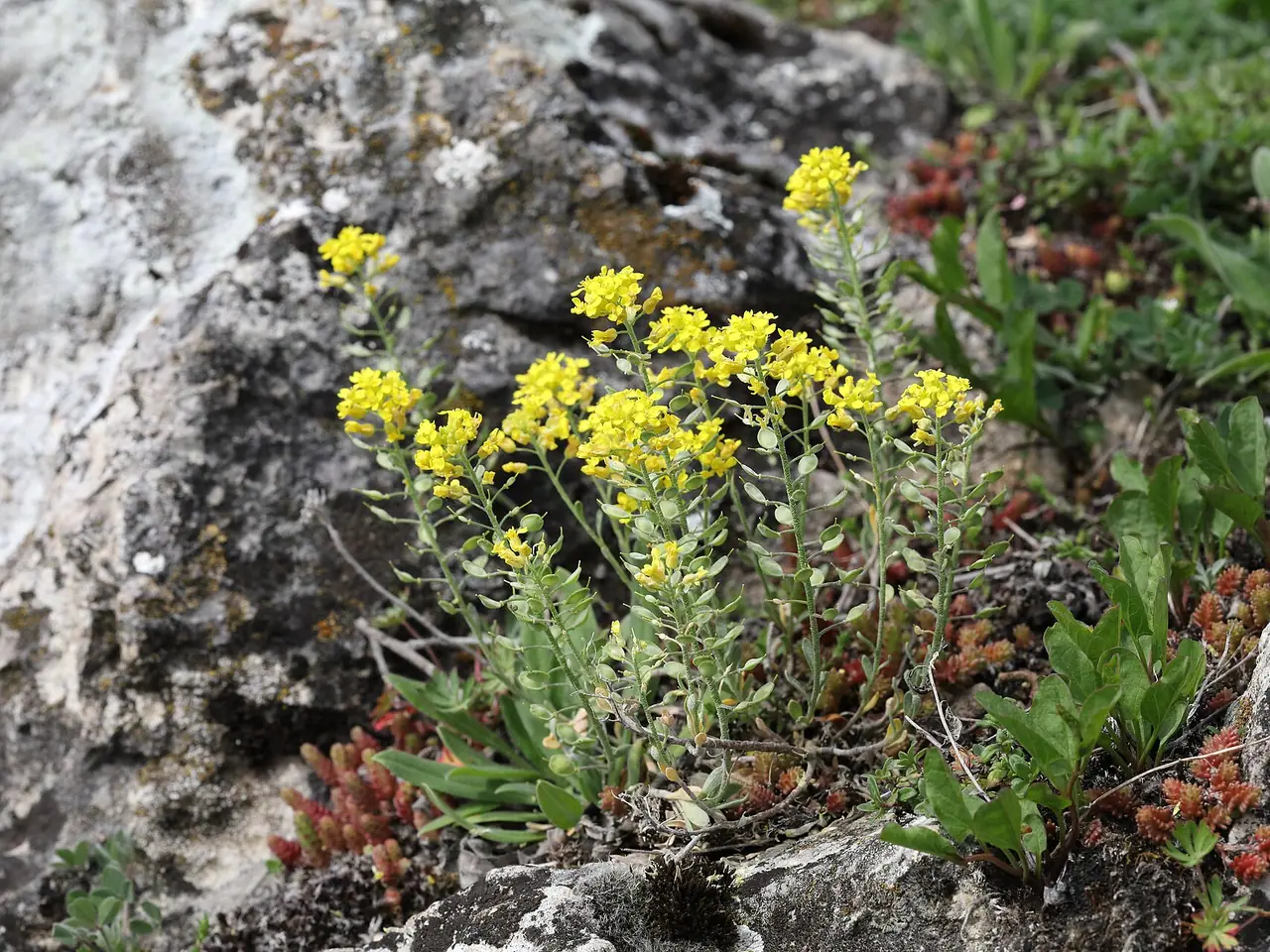 Alyssum montanum