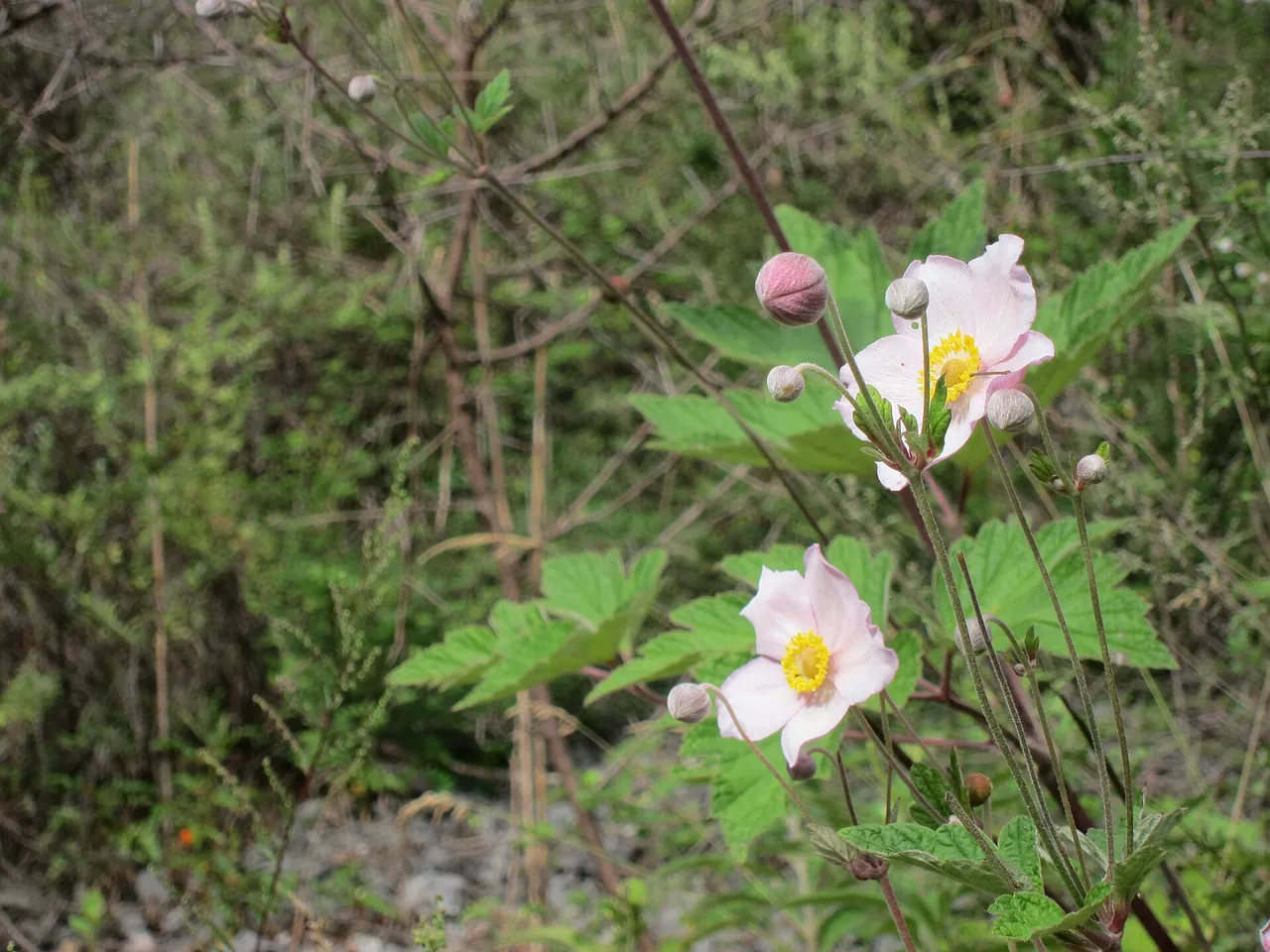 Hubei Anemone