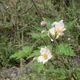 Hubei Anemone