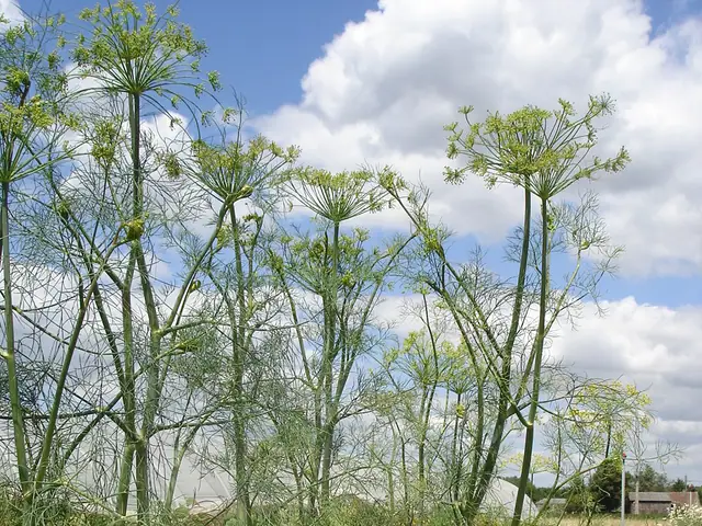 Dill