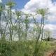 Dill