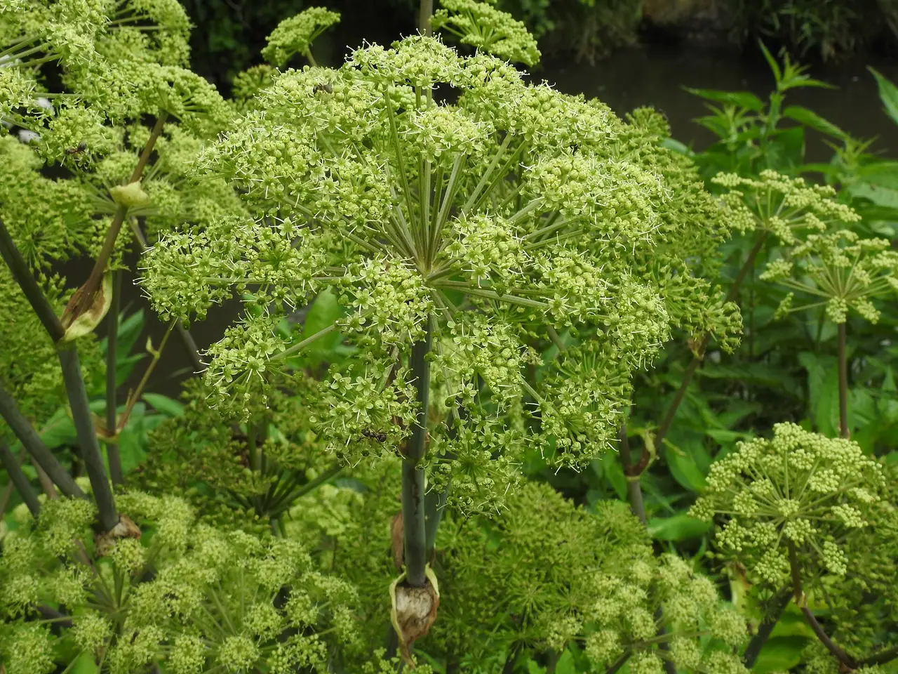 Angelica