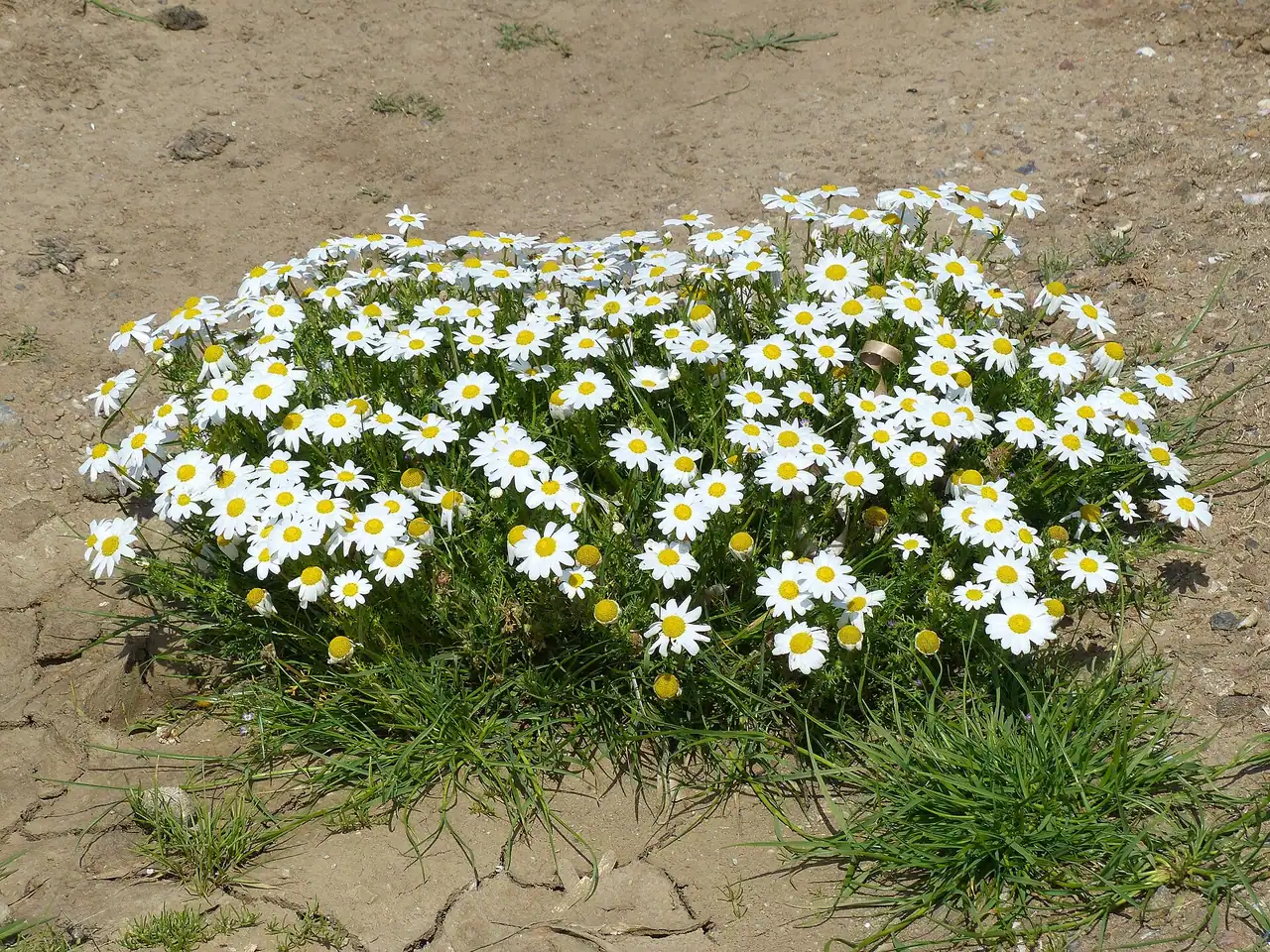 Anthe-matricaria gruetteriana