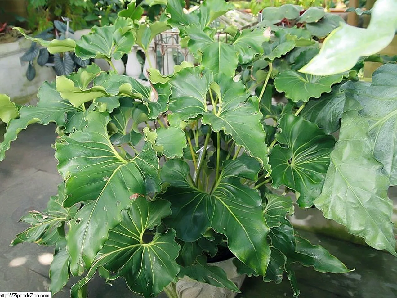 Anthurium andicola