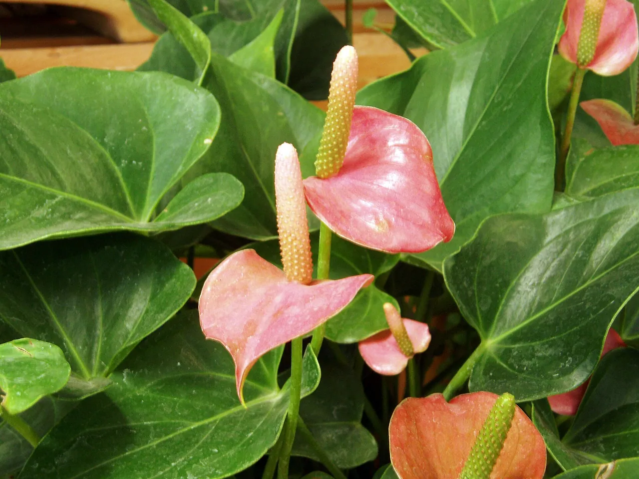 Flamingo flower