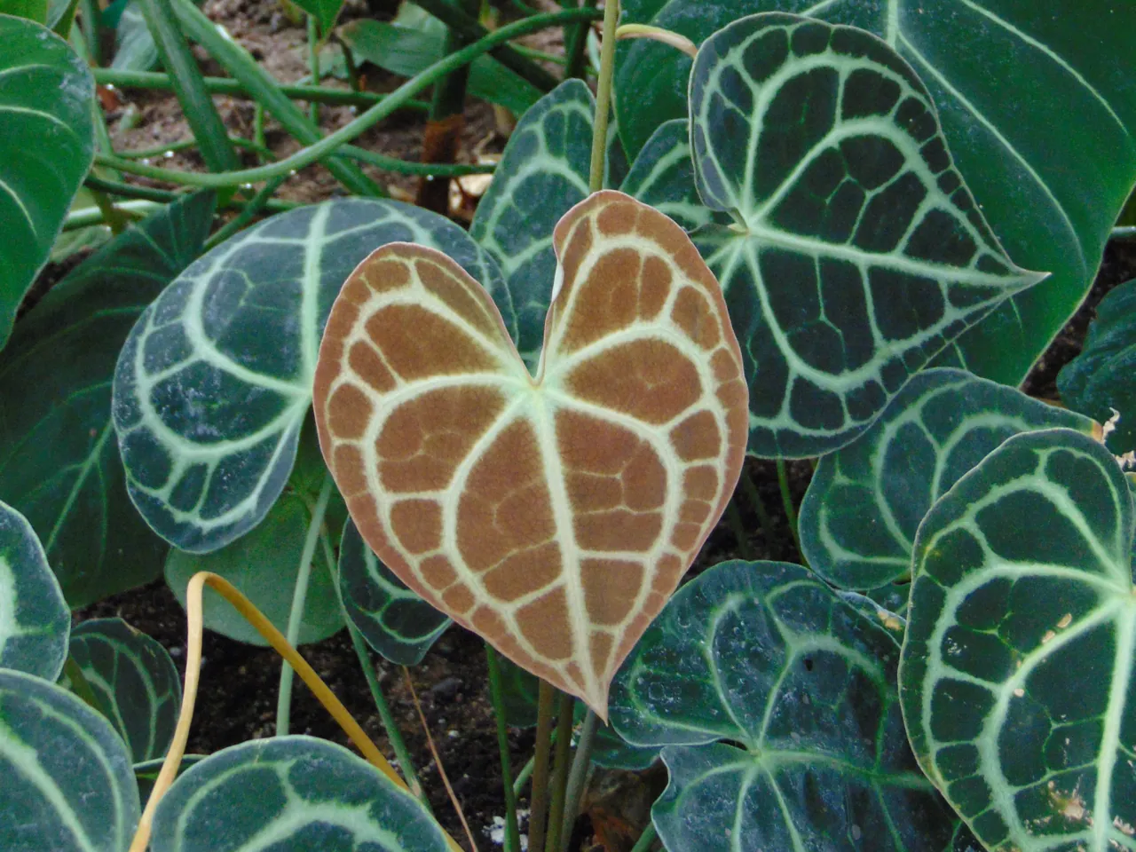 Anthurium clarinervium