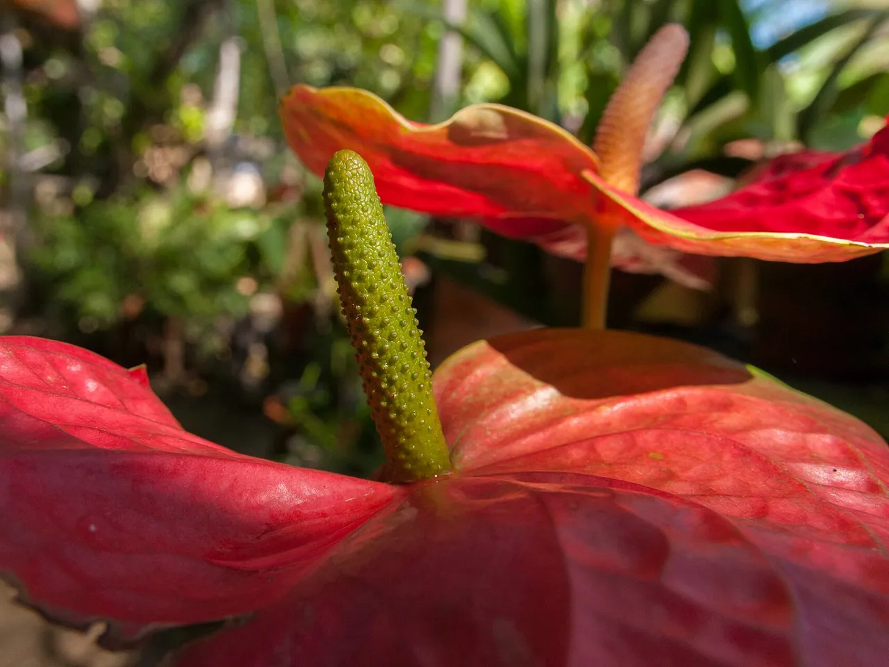 Anthurium crassinervium