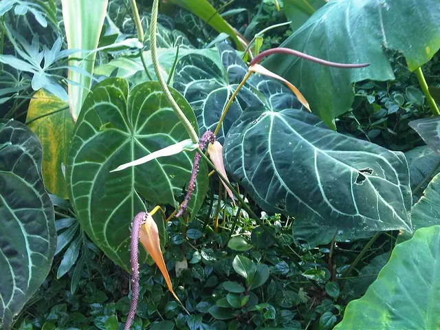 Anthurium crystallinum