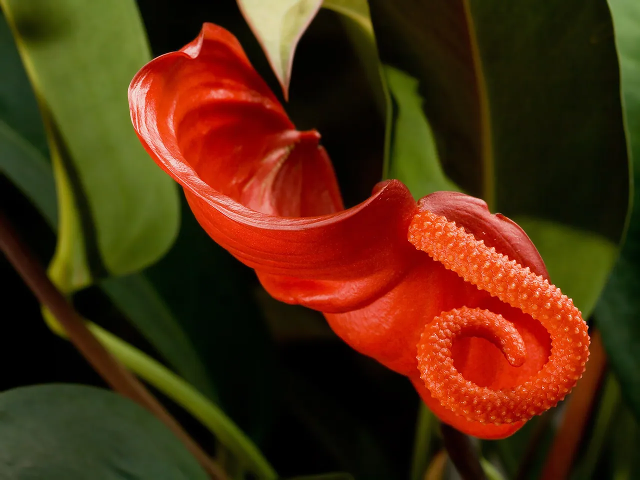 Anthurium scherzerianum