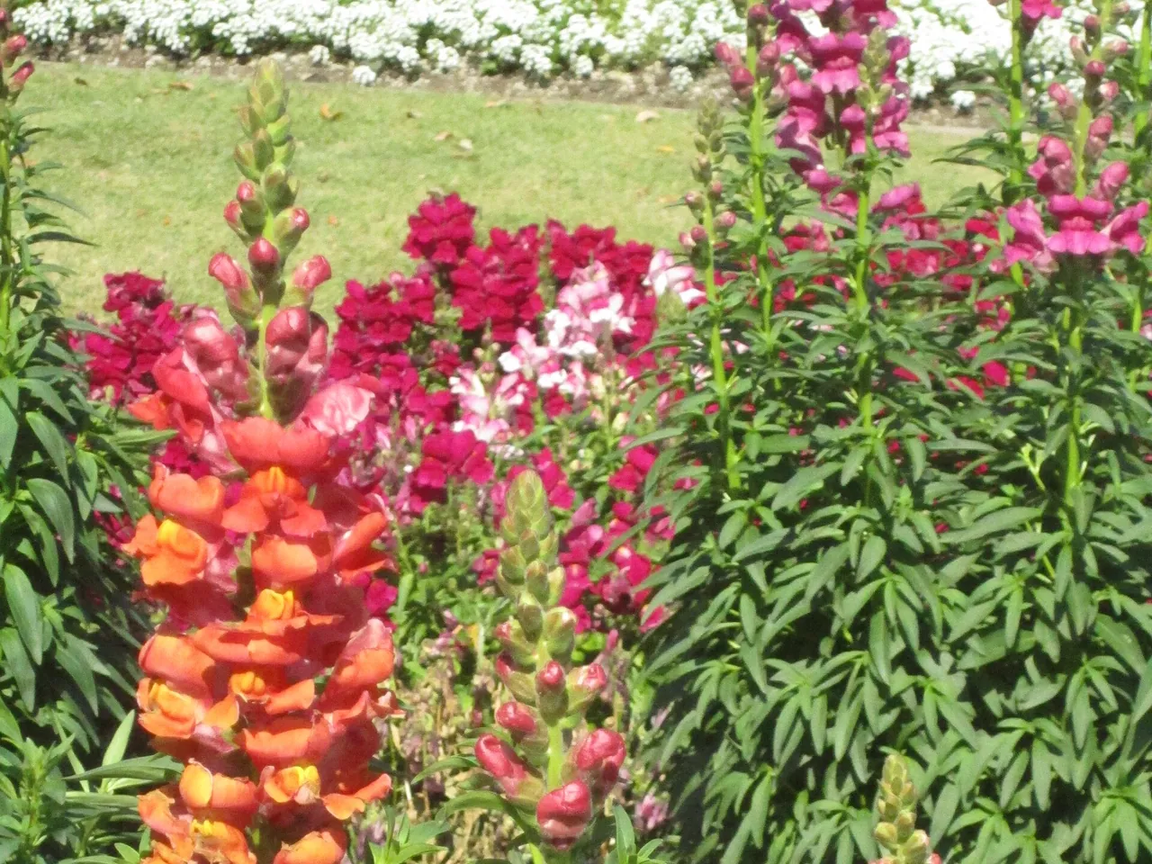 Snapdragons