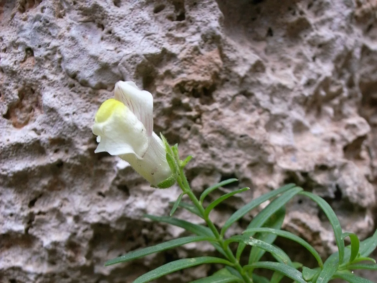 Antirrhinum siculum