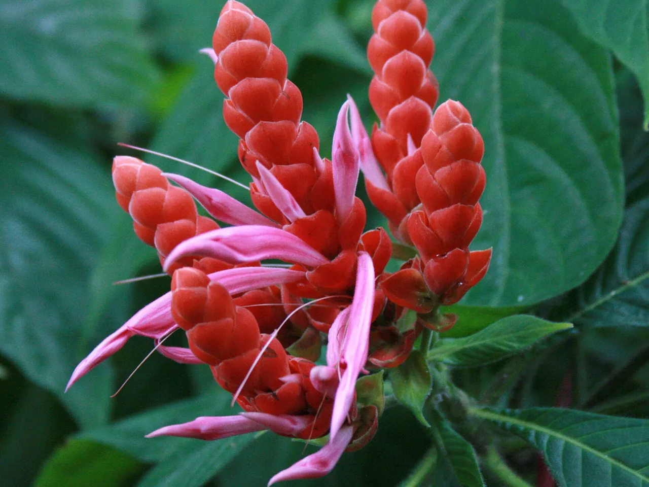 Aphelandra sinclairiana