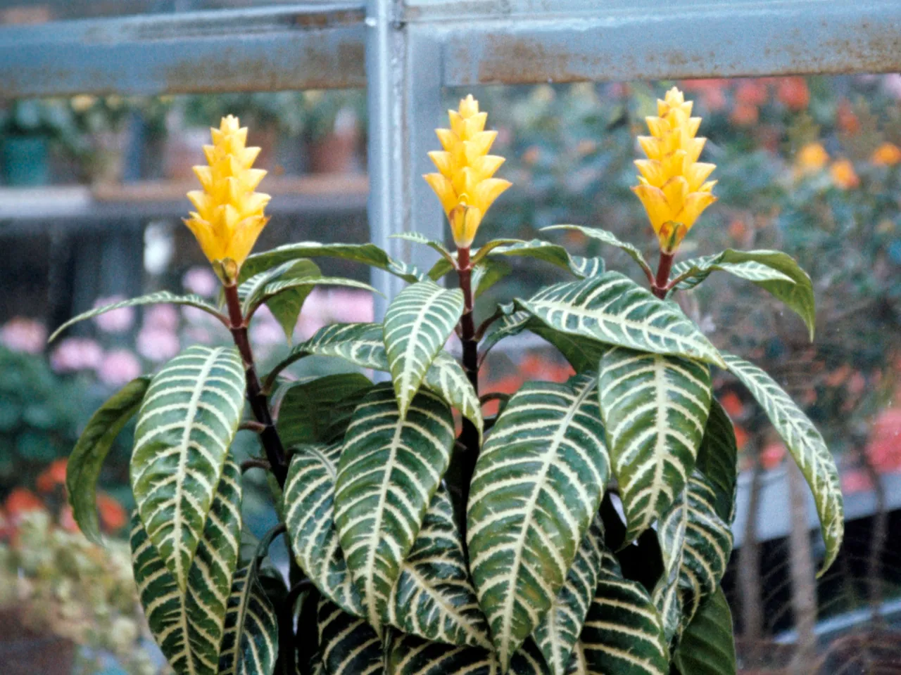 Zebra plant