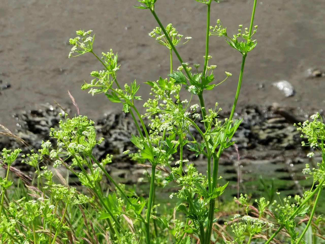 Celery