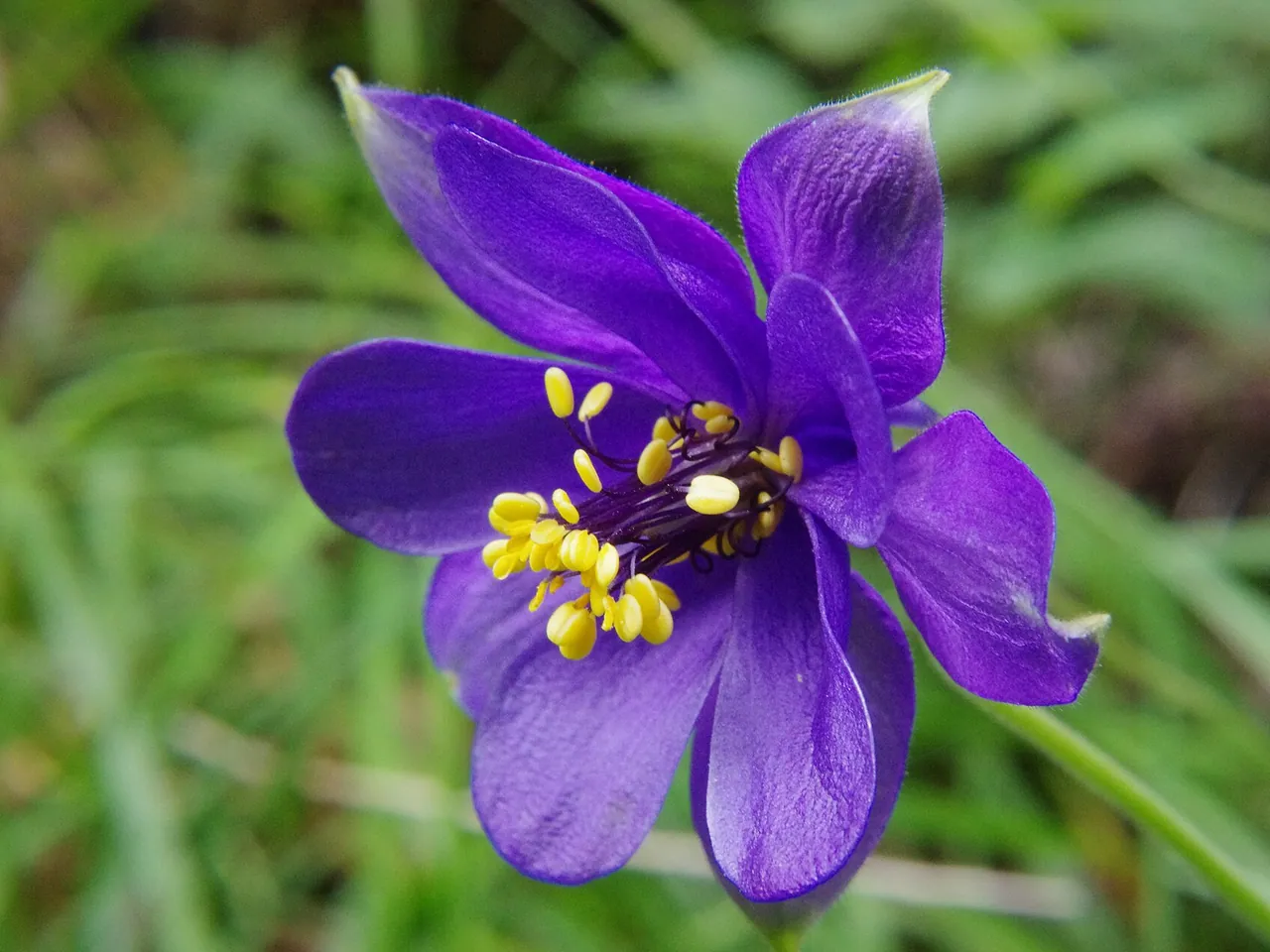 Aquilegia alpina