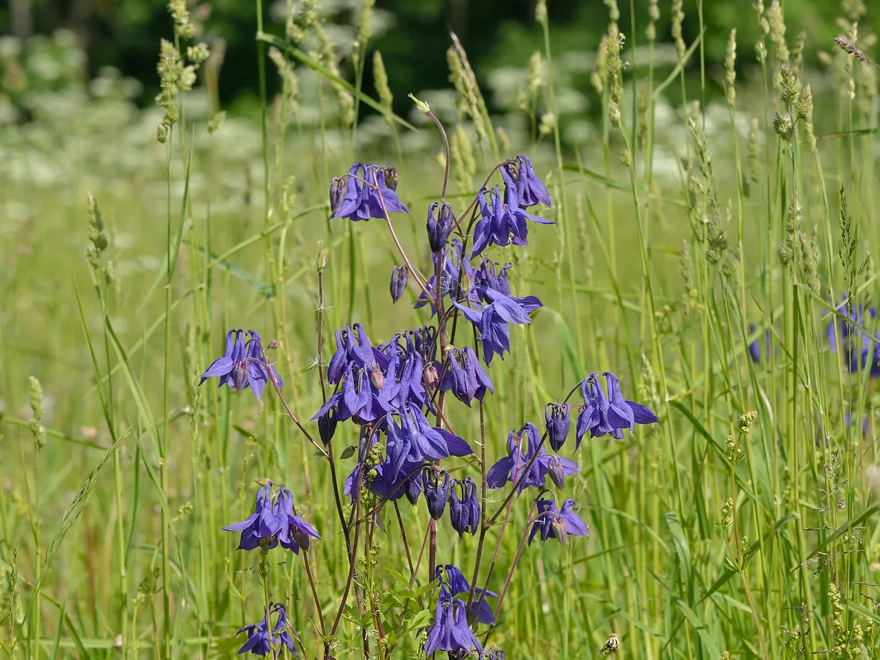 Columbine
