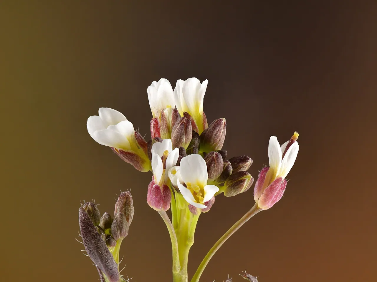 Hairy rockcress