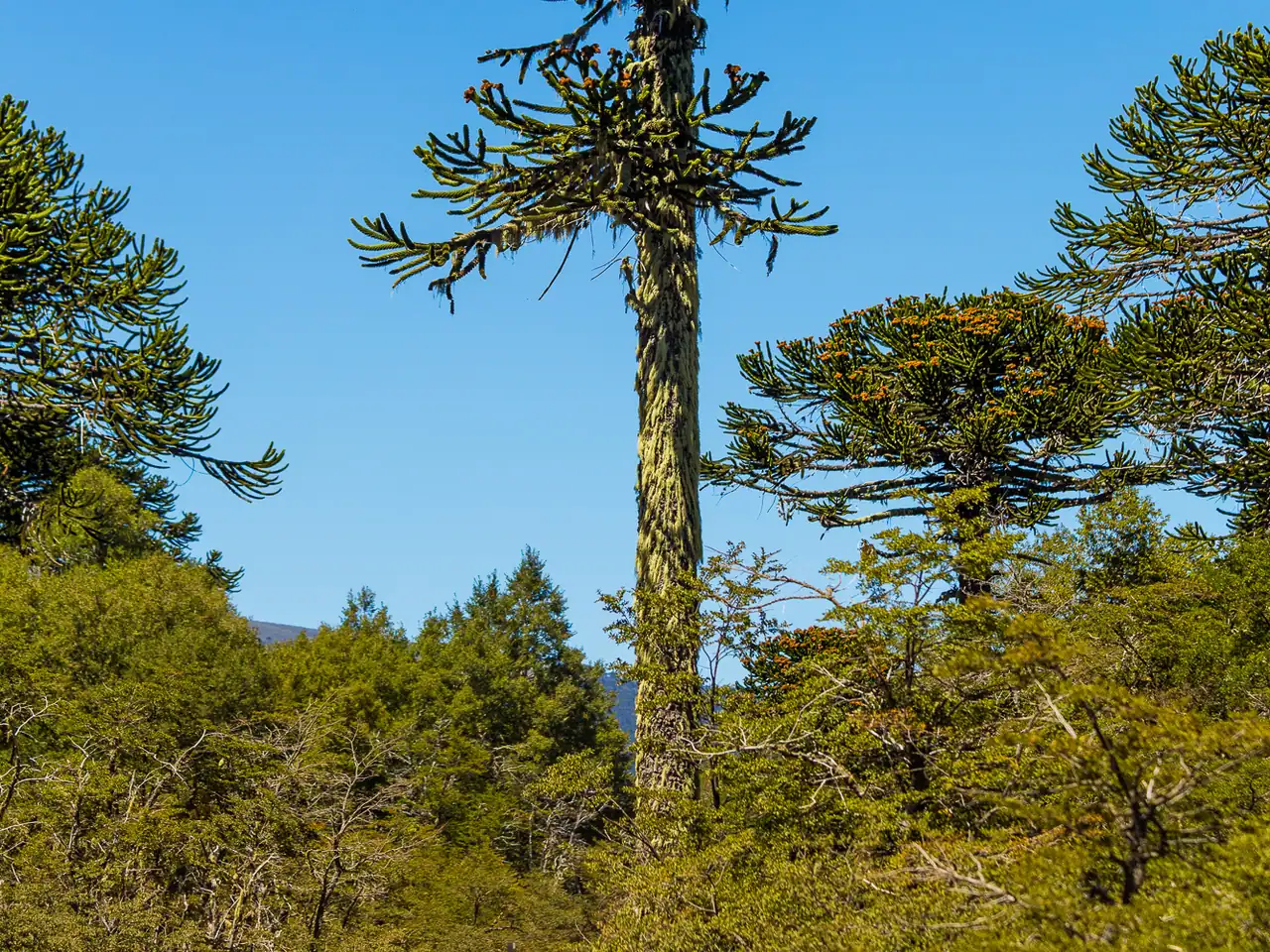 Chilean pine