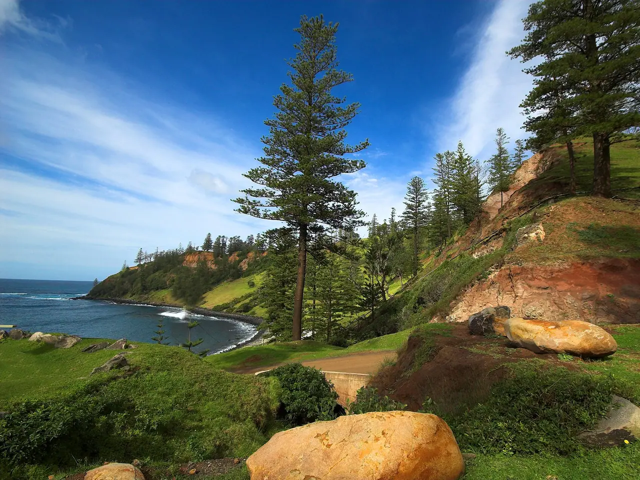 Norfolk Island pine