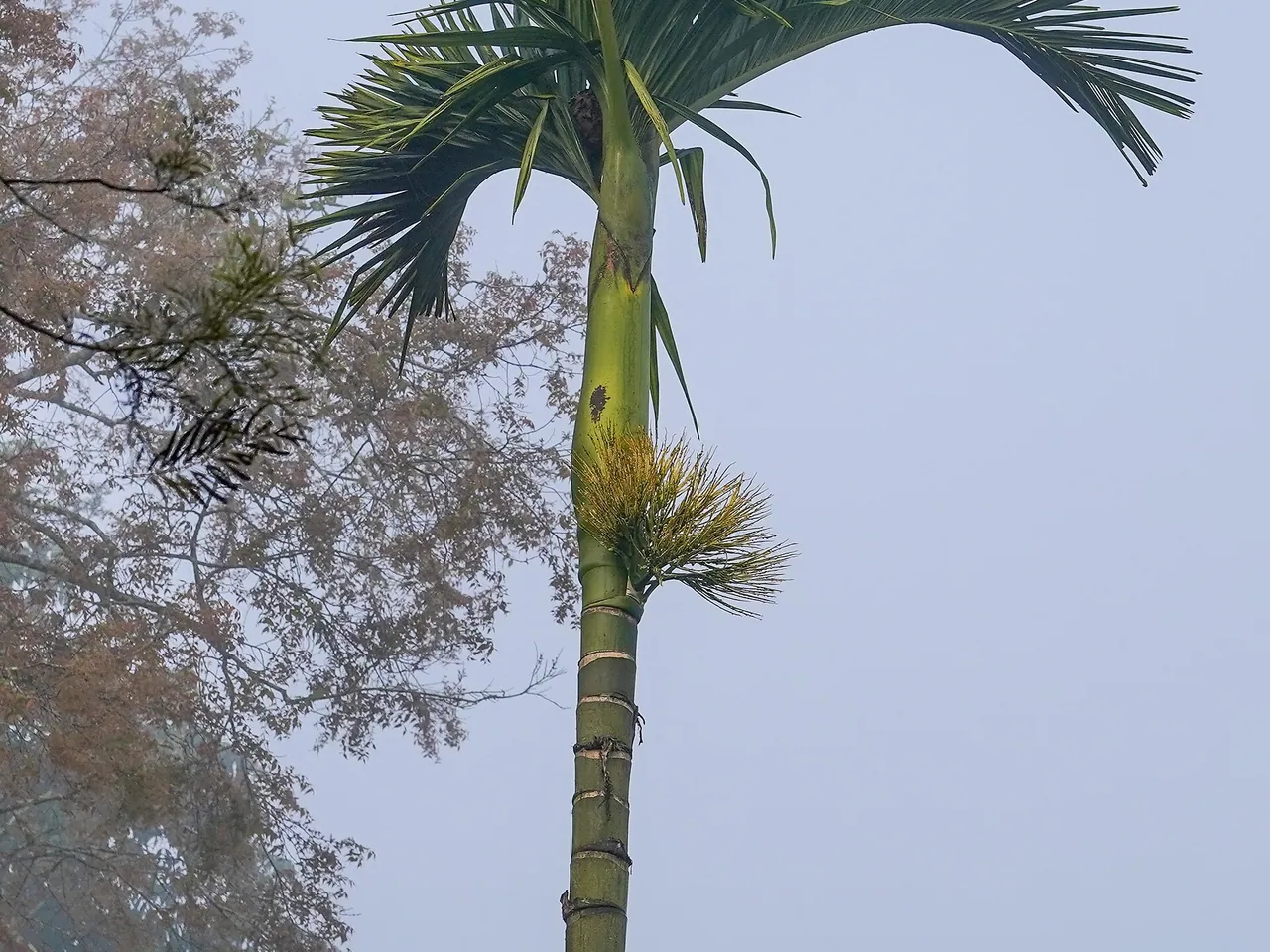 Areca-nut palm
