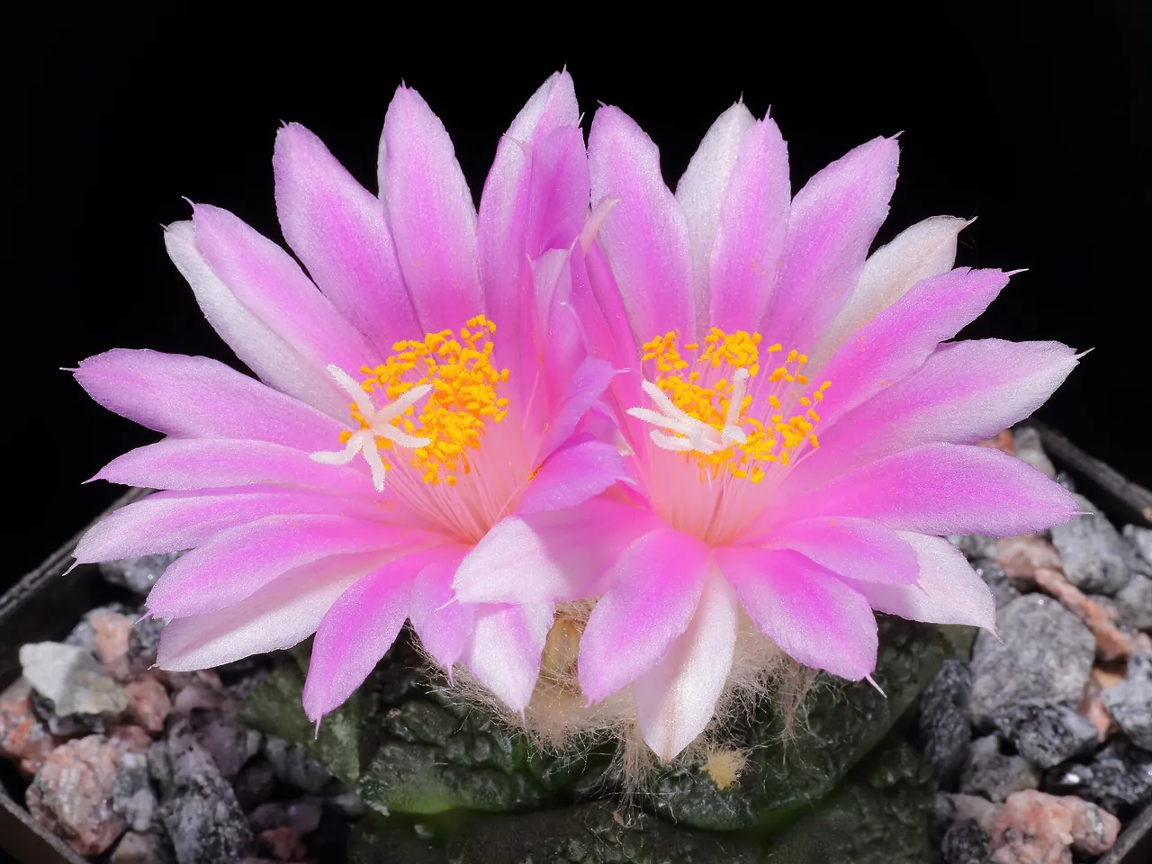 Ariocarpus fissuratus