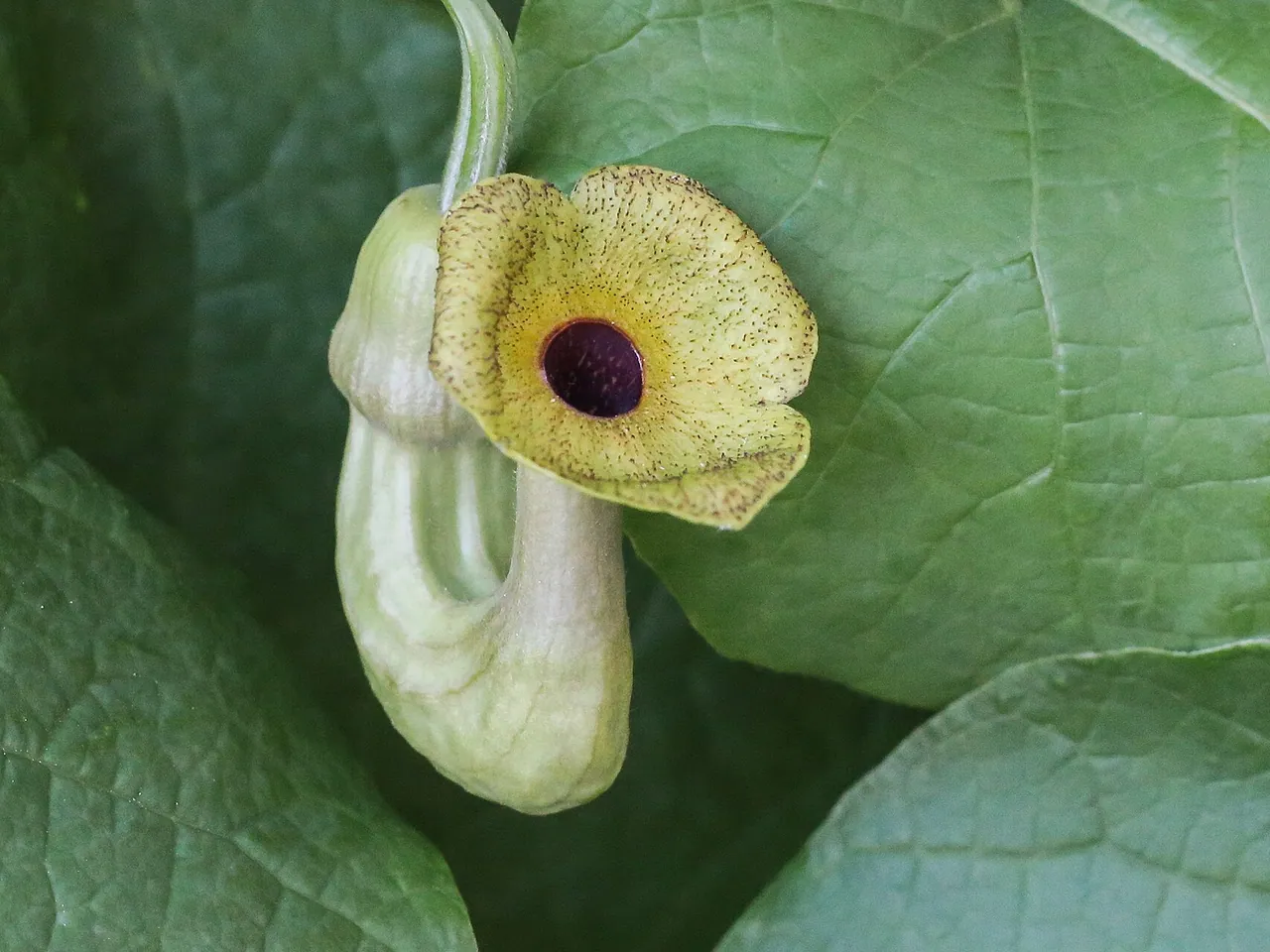 Isotrema macrophyllum