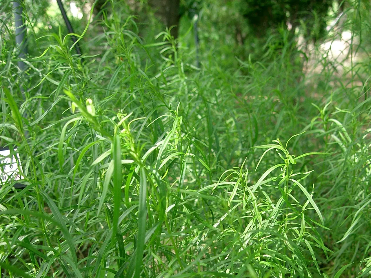 Tarragon