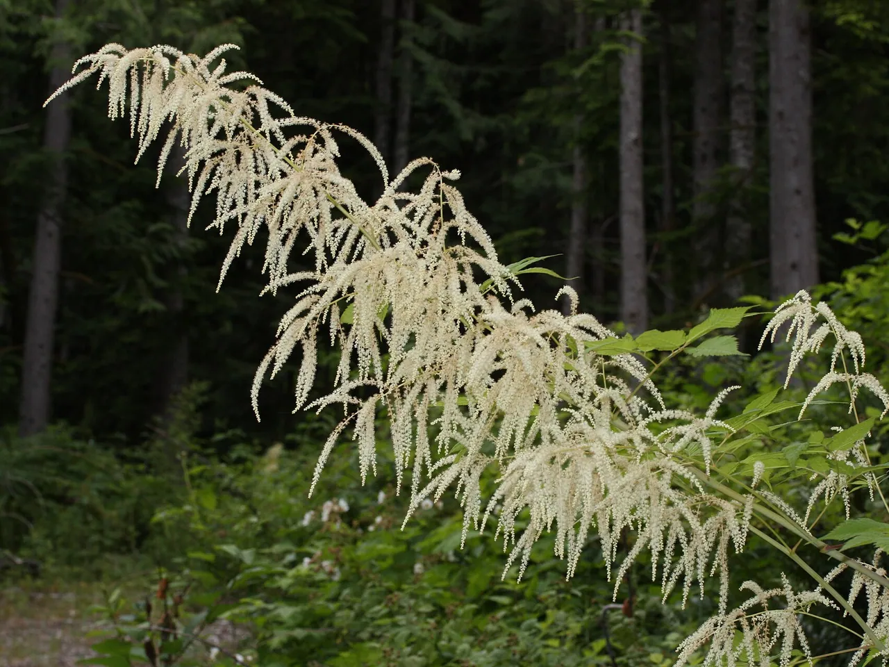 Aruncus dioicus
