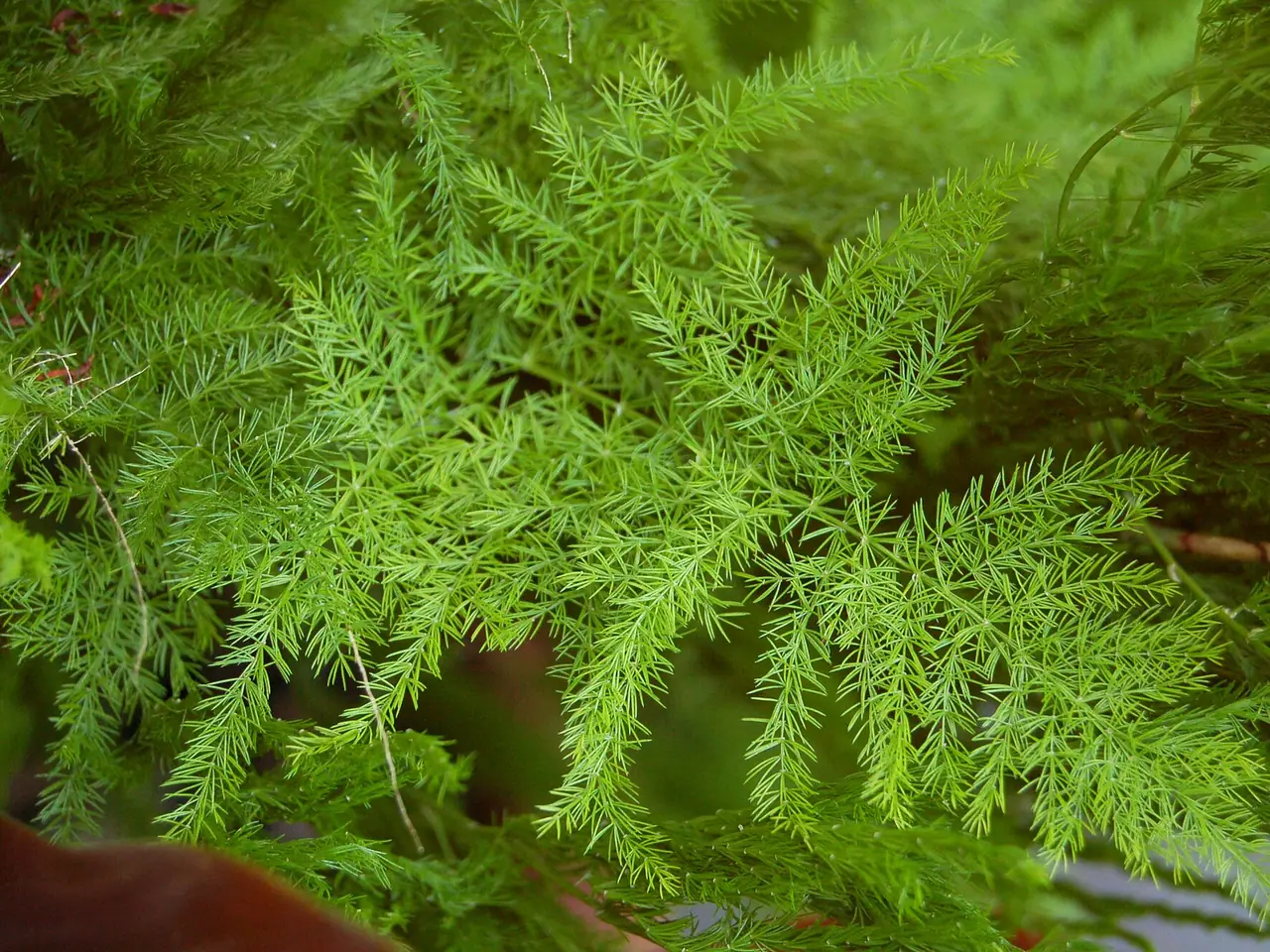 Asparagus setaceus
