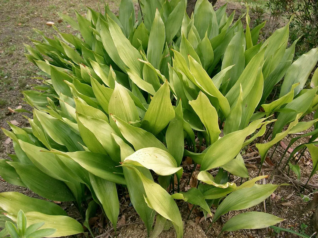 Cast iron plant
