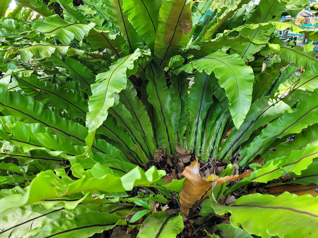 Bird's nest fern