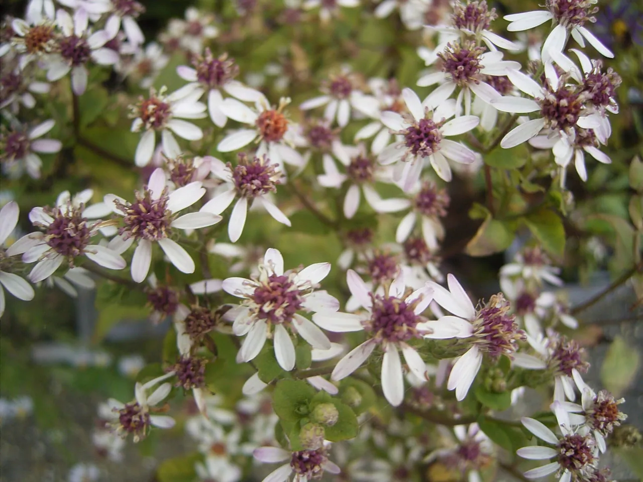 Eurybia divaricata