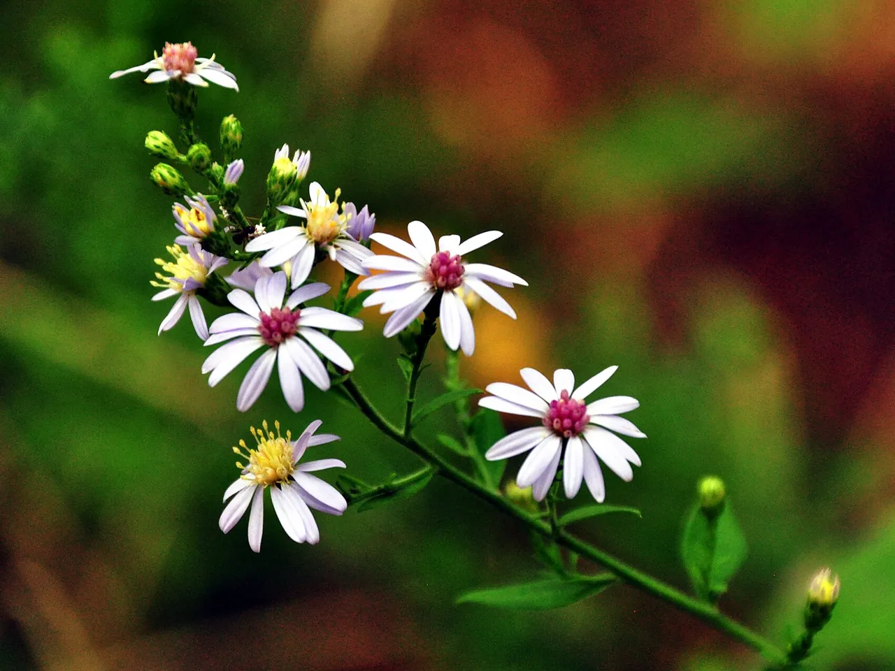 Kleine aster