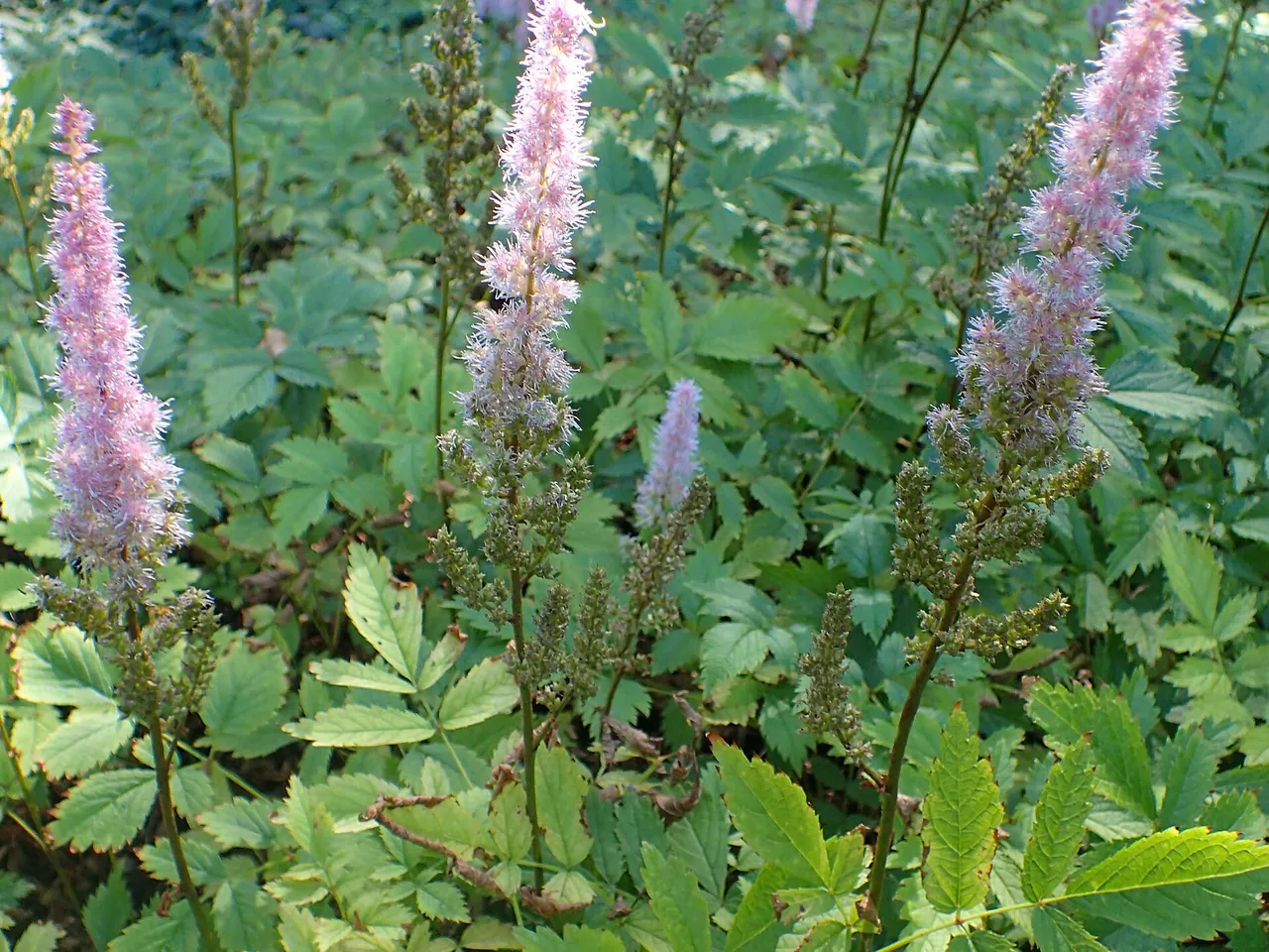 Astilbe chinensis