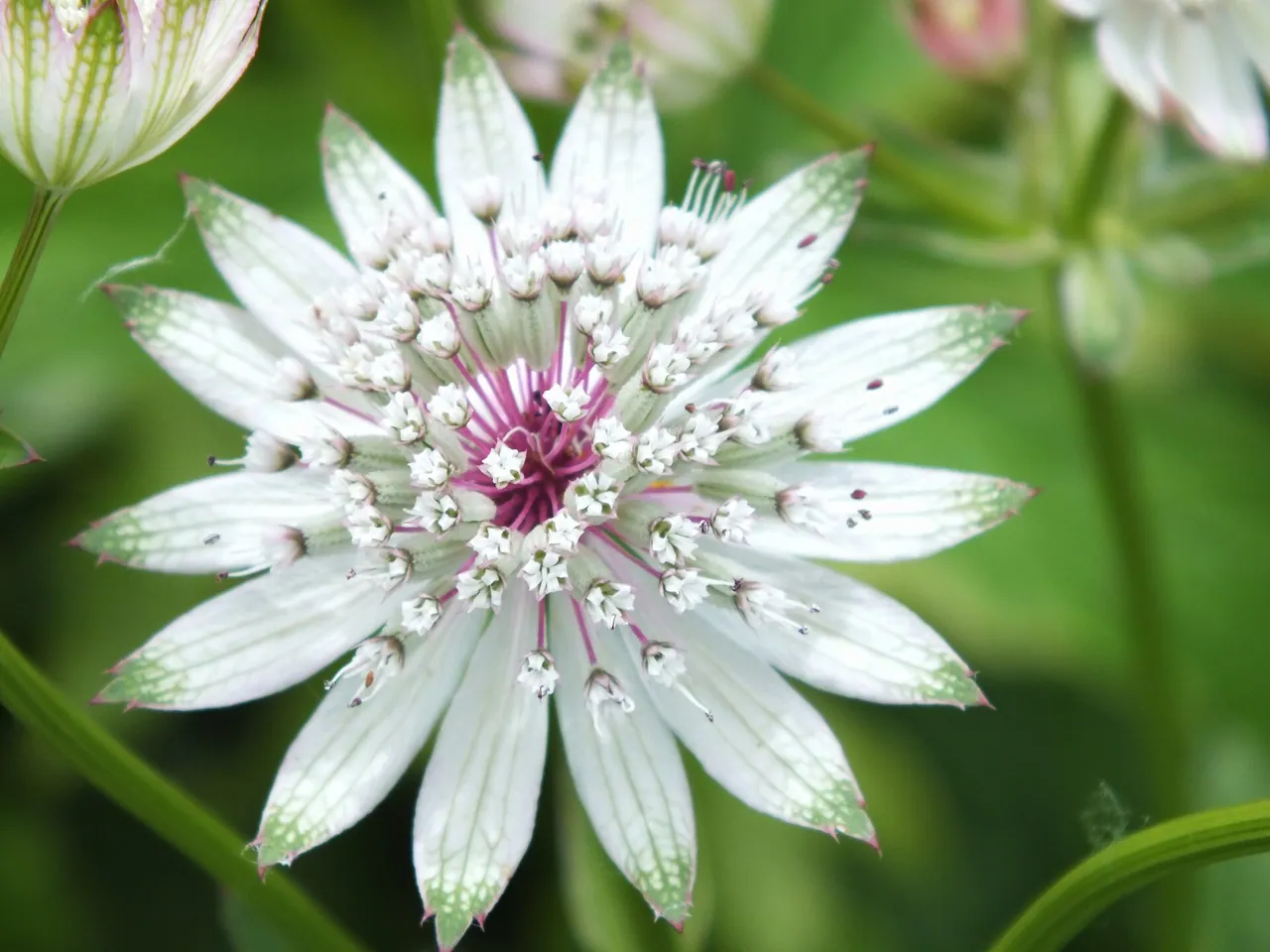 Great masterwort
