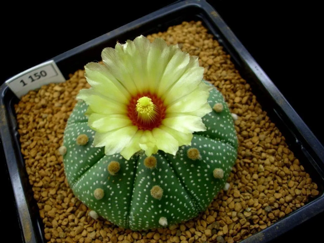 Star cactus