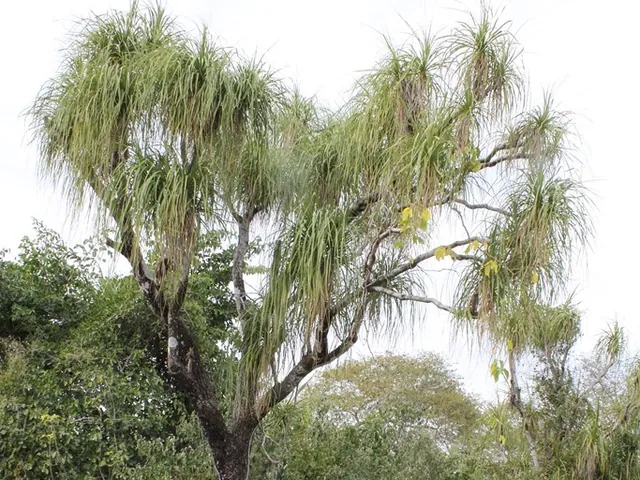 Ponytail palm