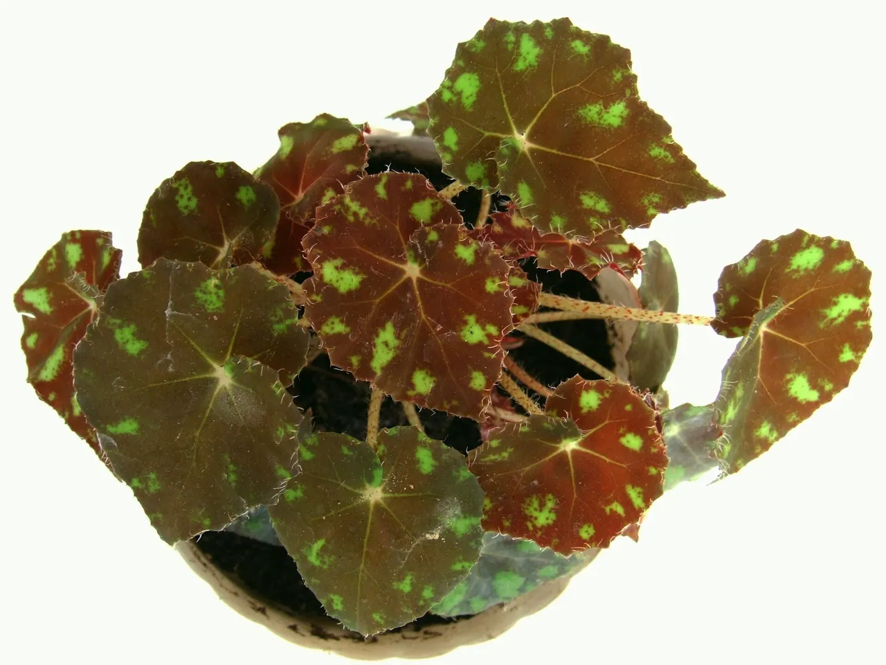 Eyelash Begonia