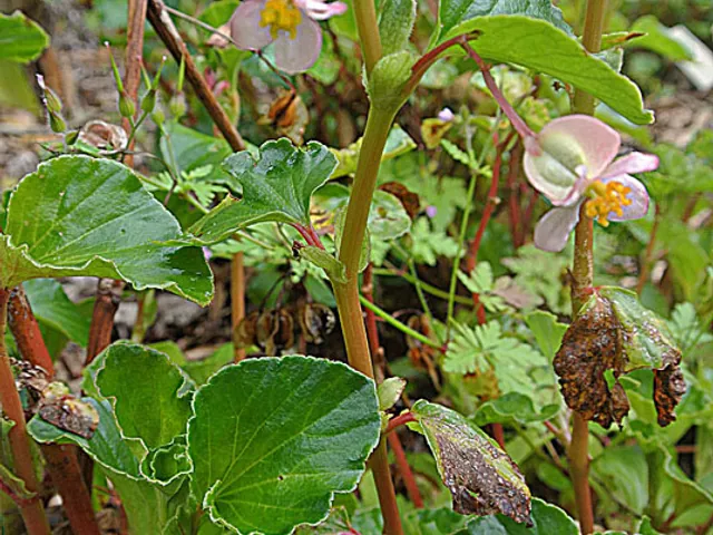 Begonia cucullata