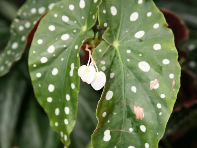 Polka dot begonia