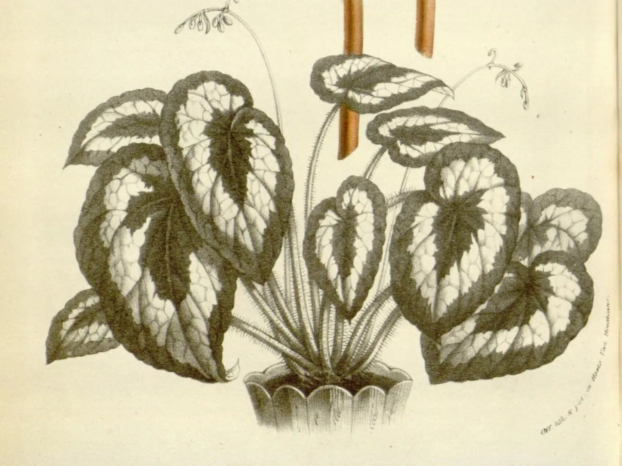 Rex begonia