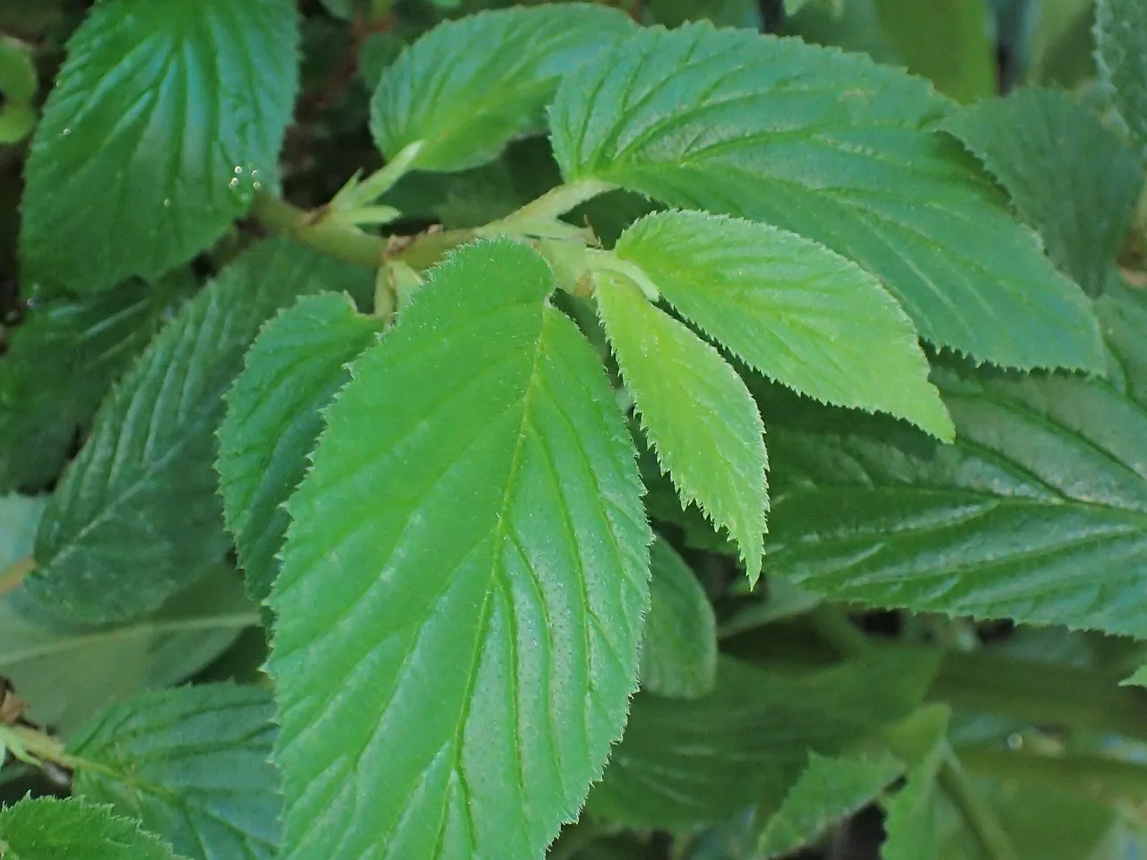 Elm-leaf begonia