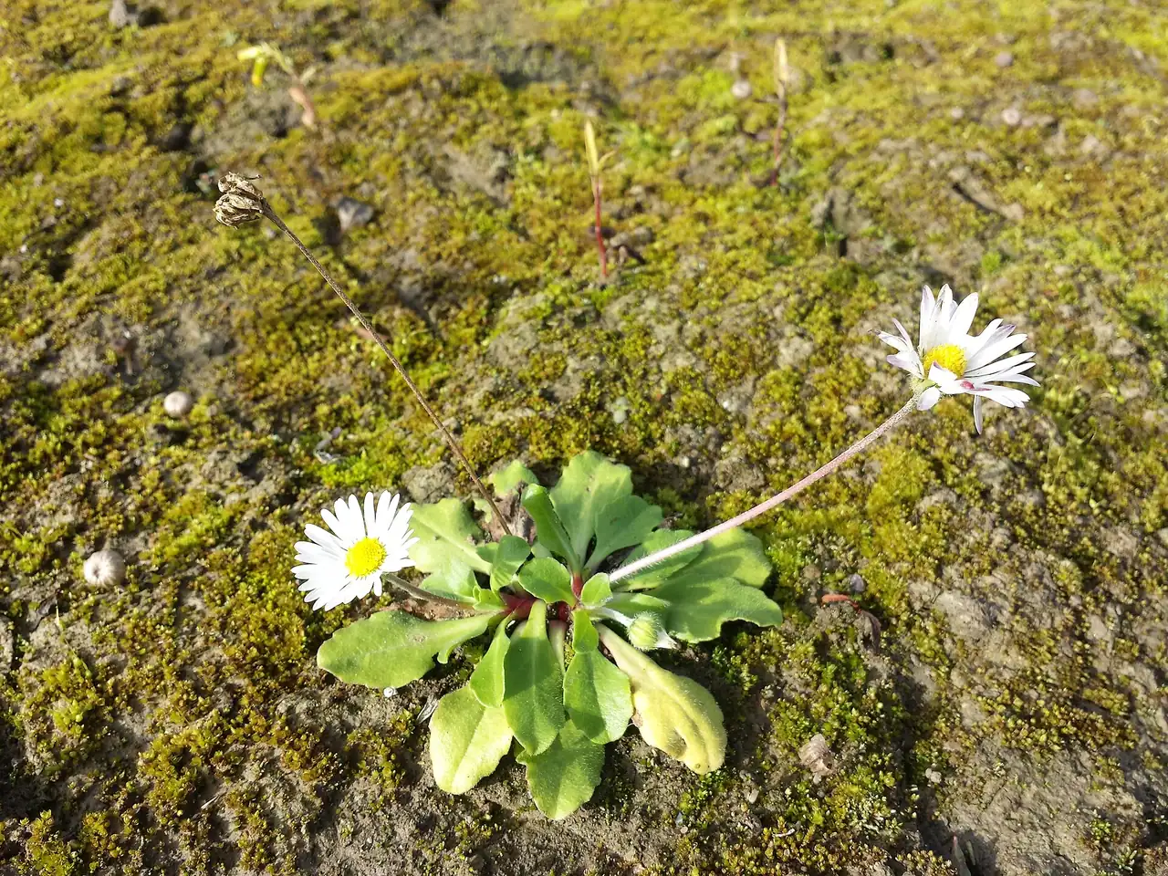 Daisy
