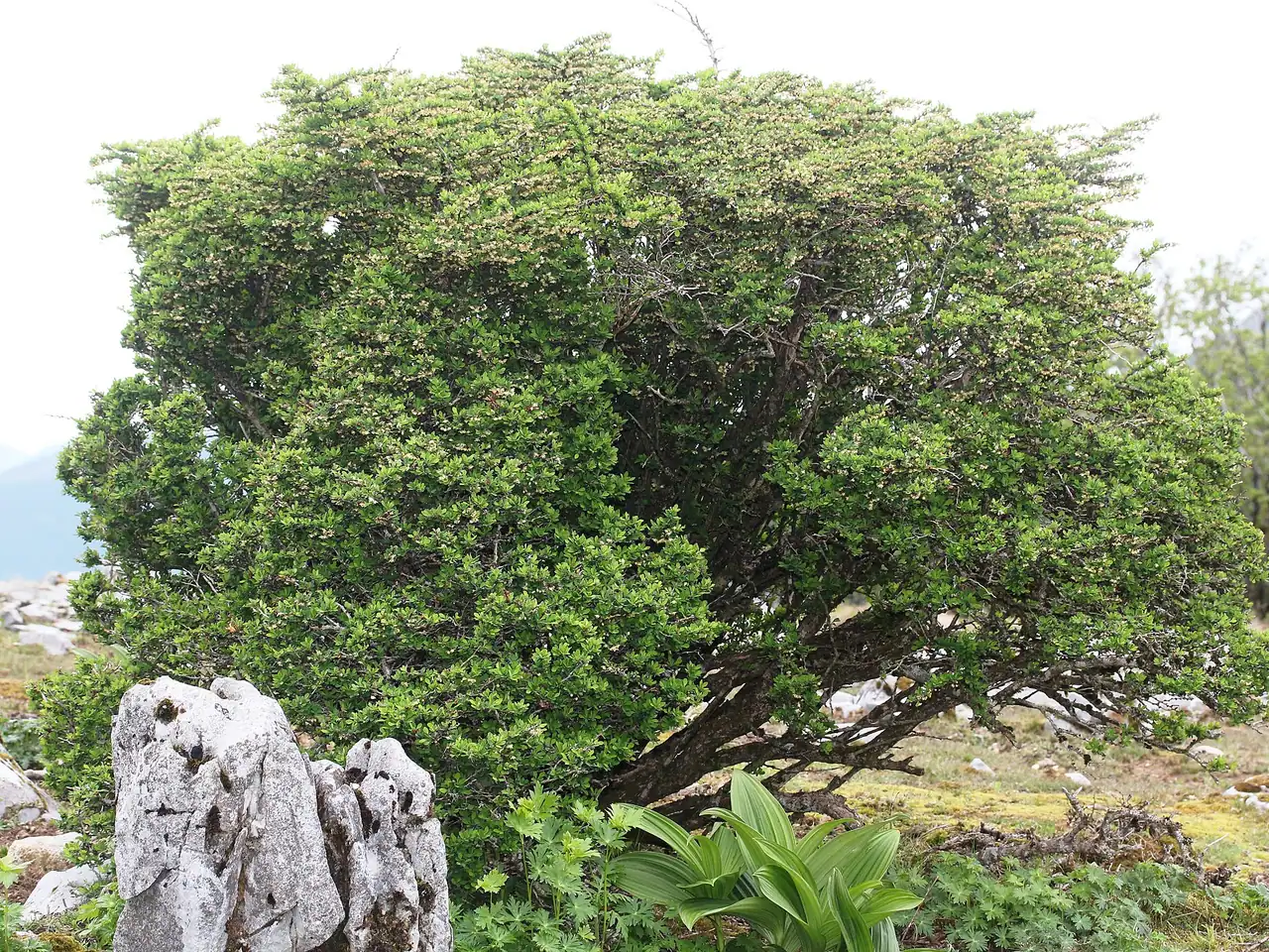 Japanse berberis