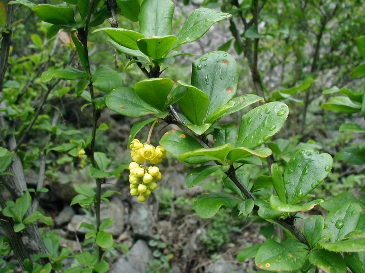 Barberry