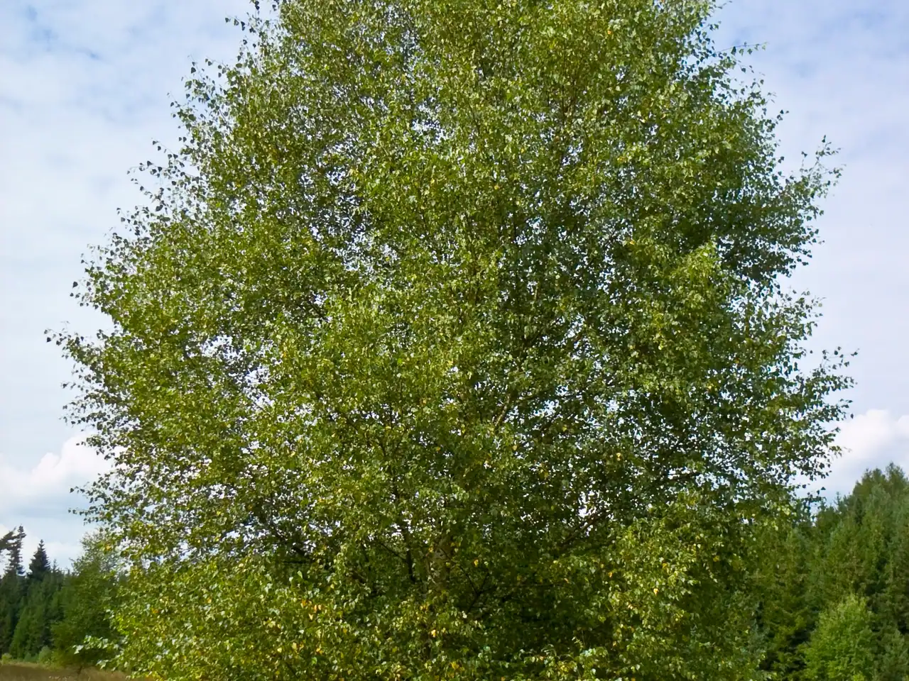 Downy birch