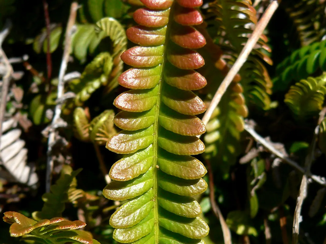 Blechnum penna-marina