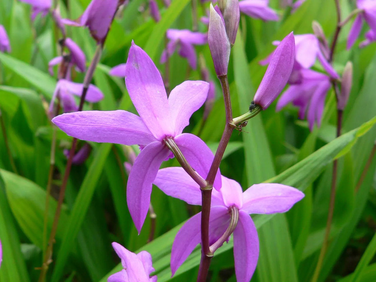 Chinese ground orchid