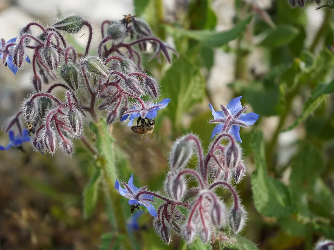 Borage