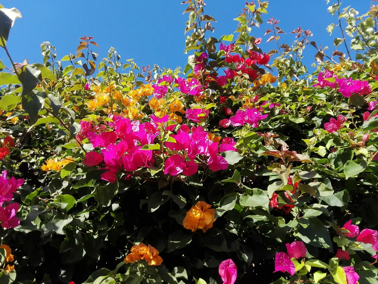 Bougainvillea glabra